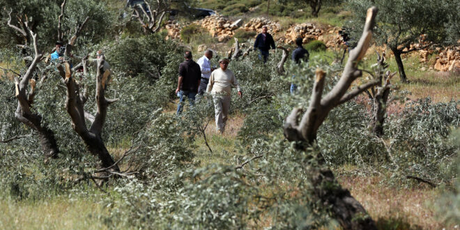 Israeli settlers chop down olive trees, steal harvesting equipment in Nablus