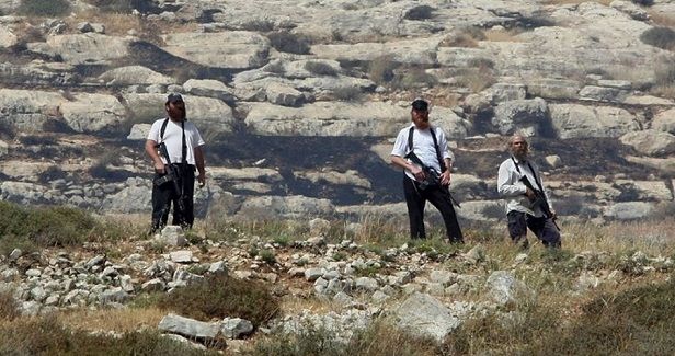 Settlers steal olives from Palestinian groves in Nablus