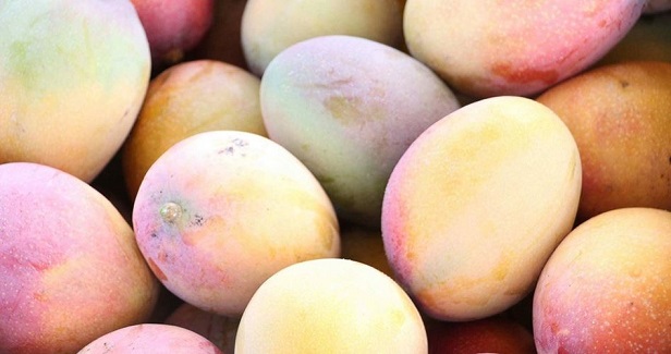 Mangoes in Gaza: Available in large quantities and taste good