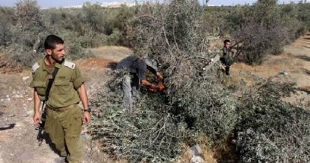 Jewish settlers uproot olive trees, damage cars in West Bank towns