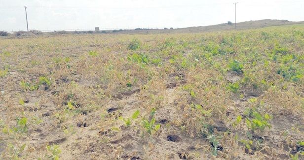 Israel destroys the hopes of farmers