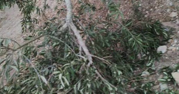 Settlers cut off 30 olive trees near Bethlehem