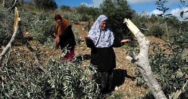 Israeli bulldozers raze Palestinian land, olive trees