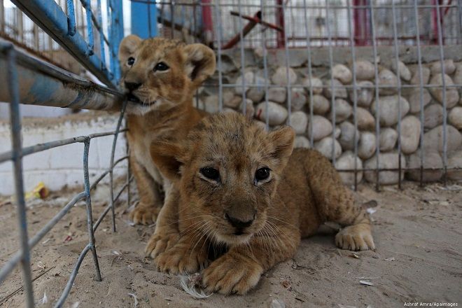 Critics of conditions in Gaza Zoo expose the value placed on Palestinian lives