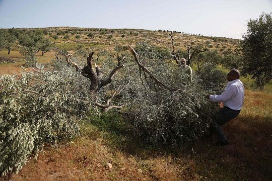 Settlers destroy Palestinian vineyards, cut trees in West Bank