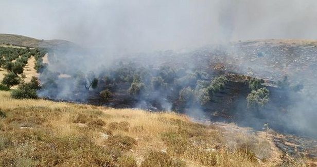 Jewish settlers torch trees, crops in W. Bank villages