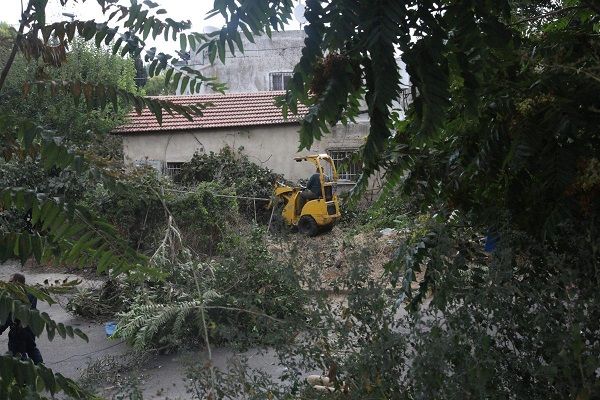 Israeli settlers uproot 100 trees belong to Palestinian farmers in Hebron