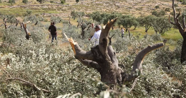 War on nature: How Zionist colonialism has destroyed the environment in Palestine