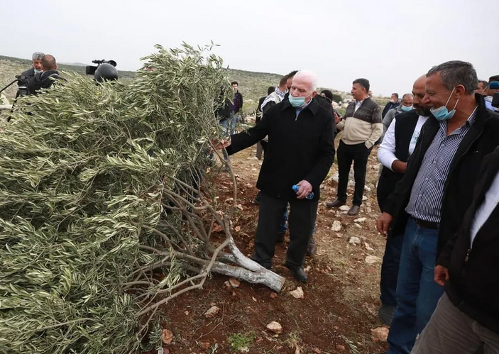 Israel settlers uproot 400 olive trees in West Bank