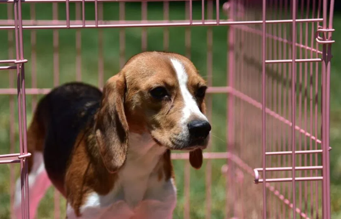 Israeli army conducts weapon testing on animals