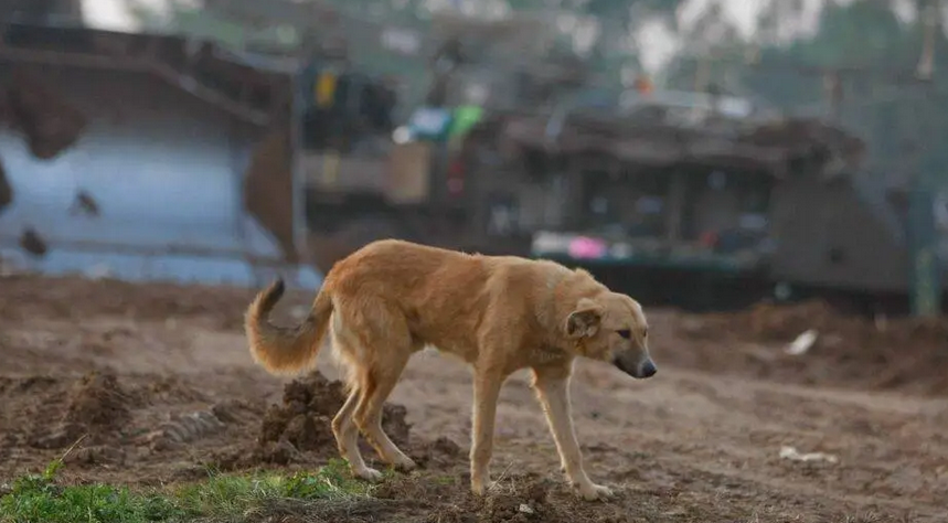Gaza: stray dogs prey on calves in nearby Israeli settlements