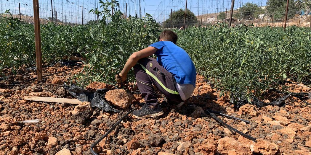IOF destroy irrigation system of Palestinian farm for the fourth time