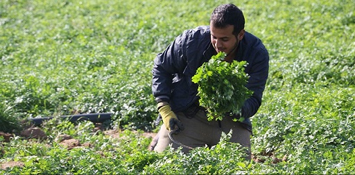 On the borders of Gaza.. The king of parsley takes off the crown