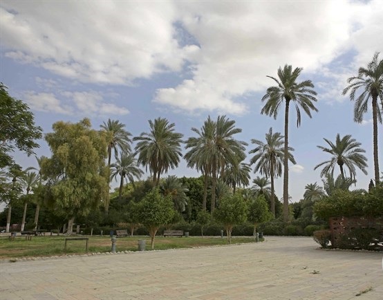 Israel razes Palestinian lands, uproots 500 palm trees in Jericho