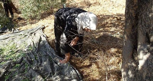 Israeli settlers assault Palestinian olive pickers in Hawara