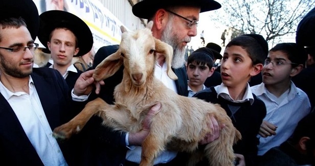 Jewish groups allocate money awards for slaughtering sacrifices