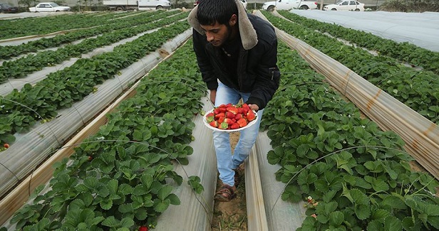Gaza agricultural sector develops despite aggression and blockade
