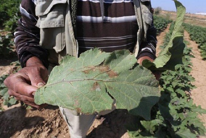 Farm Wafare: Israel Uses Chemicals to Ruin Crops in Gaza