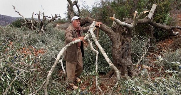 Jewish settlers sabotage olive grove west of Ramallah