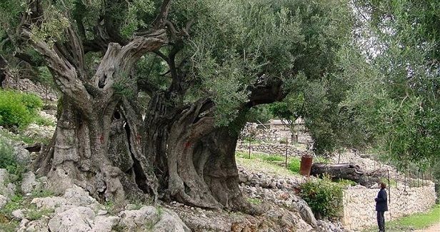Israeli settlers steal olive harvest in Nablus