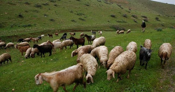 Settlers bar Palestinian shepherds from grazing cattle in JV