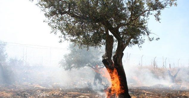 Israeli settlers torch olive trees near Nablus