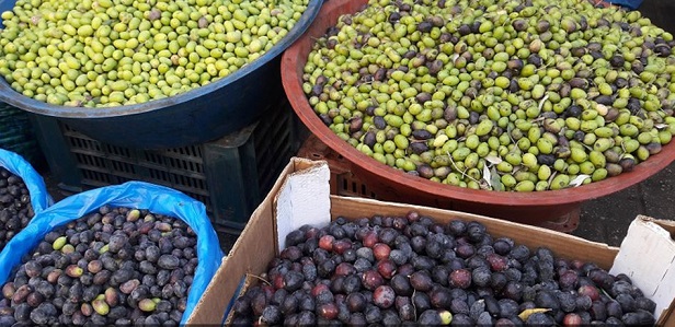 Olive market in Khan Younis