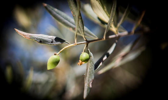 Expert alert: Palestinian olive harvest cut in half due to climate change