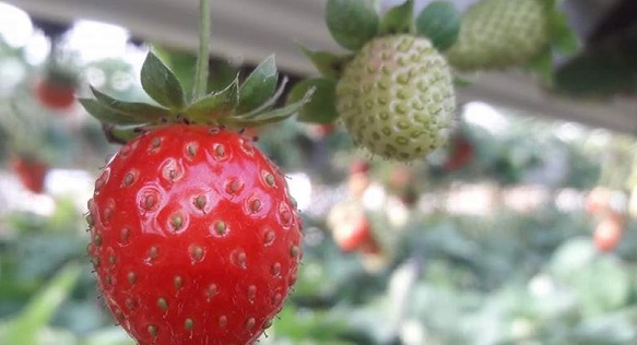 Hanging strawberries: Gaza’s ‘red gold’