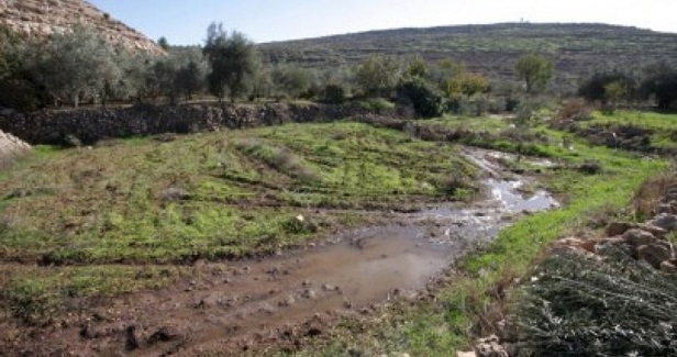 Ariel settlement sewage continues to destroy environment in Salfit
