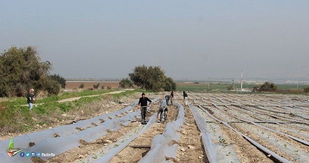 Israel floods Gaza farmlands with wastewater