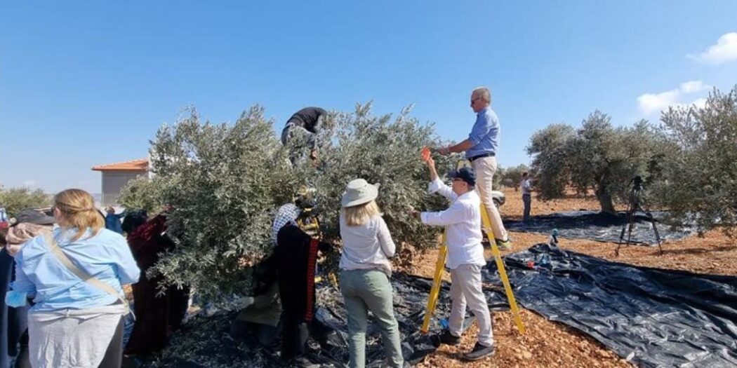 UK, EU, and like-minded Heads of Mission join Palestinian farmers in olive harvesting