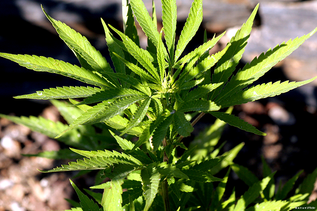 More than half of Israel soldiers smoke cannabis