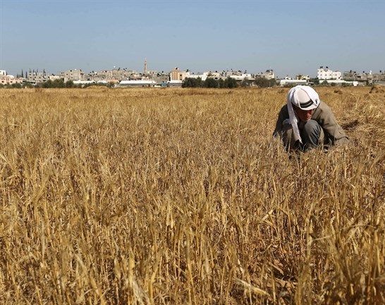 Israeli forces moderately injure Palestinian farmer in Gaza