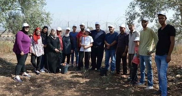 Palestinian volunteers help farmers harvest olives in Zububa town