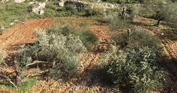 Israels settler gangs continue to chop down Palestinian olive trees