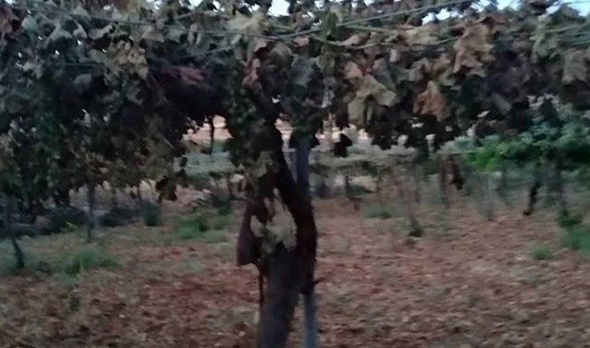 Dozens of Palestinian fruitful trees destroyed by Israeli settlers