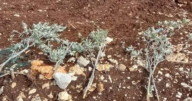 Jewish settlers raze 45 olive saplings south of Bethlehem