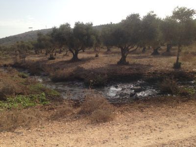 �They take everything,� explains Bruqin farmer during 2018 olive harvest