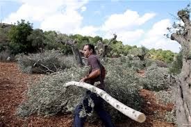 Israel uproots 300 olive trees in Jordan Valley