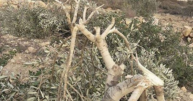 Israeli settlers cut olive trees in Palestinian land near Nablus