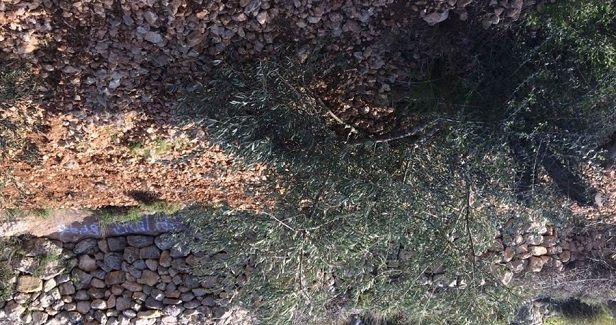 Israeli settlers cut down 50 olive trees near Nablus