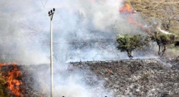 Jewish settlers torch olive grove in W. Bank town of Burin