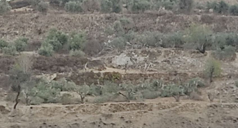 Settlers cut down 45 olive trees south of Nablus