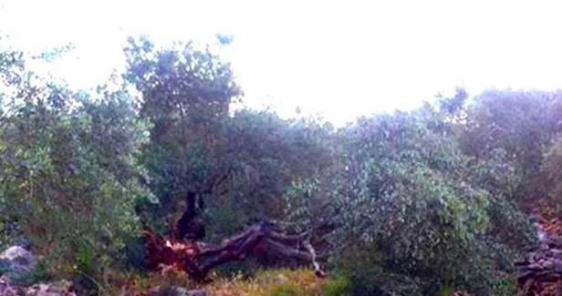 Jewish settlers cut down 30 olives trees in Nablus village