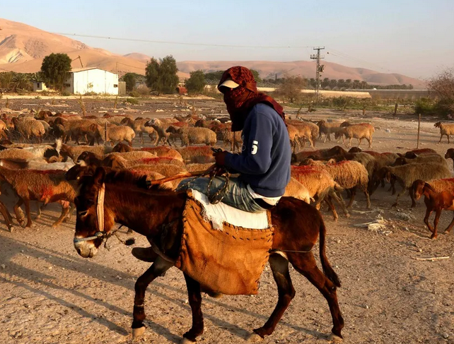 Israel settlers chase Palestinian shepherds in Jordan Valley