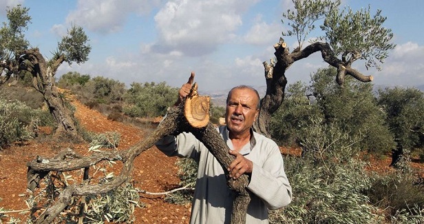 Dozens of Palestinian olive trees destroyed by Israeli settlers