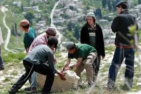 Settlers harvest 300 Palestinian-owned trees in the olive-picking season