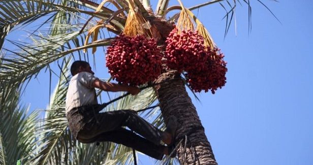 Gaza�s palm trees: A Palestinian story