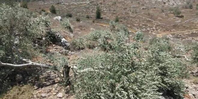 Settlers uproot 120 olive saplings south of Nablus as annual harvest begins